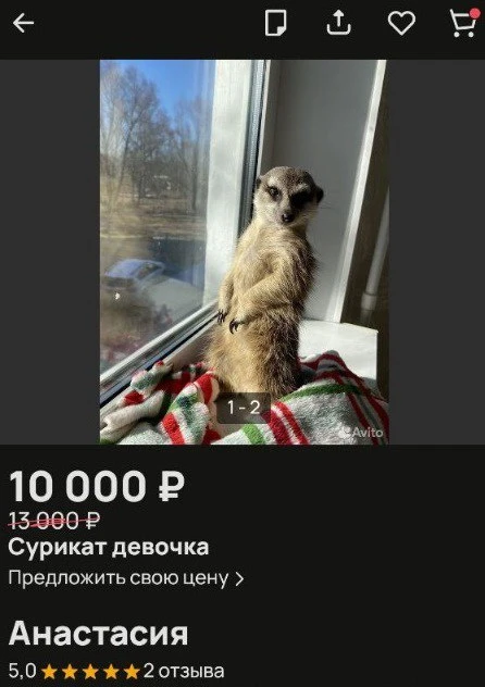 пристройство суриката в хорошие руки советы приюта