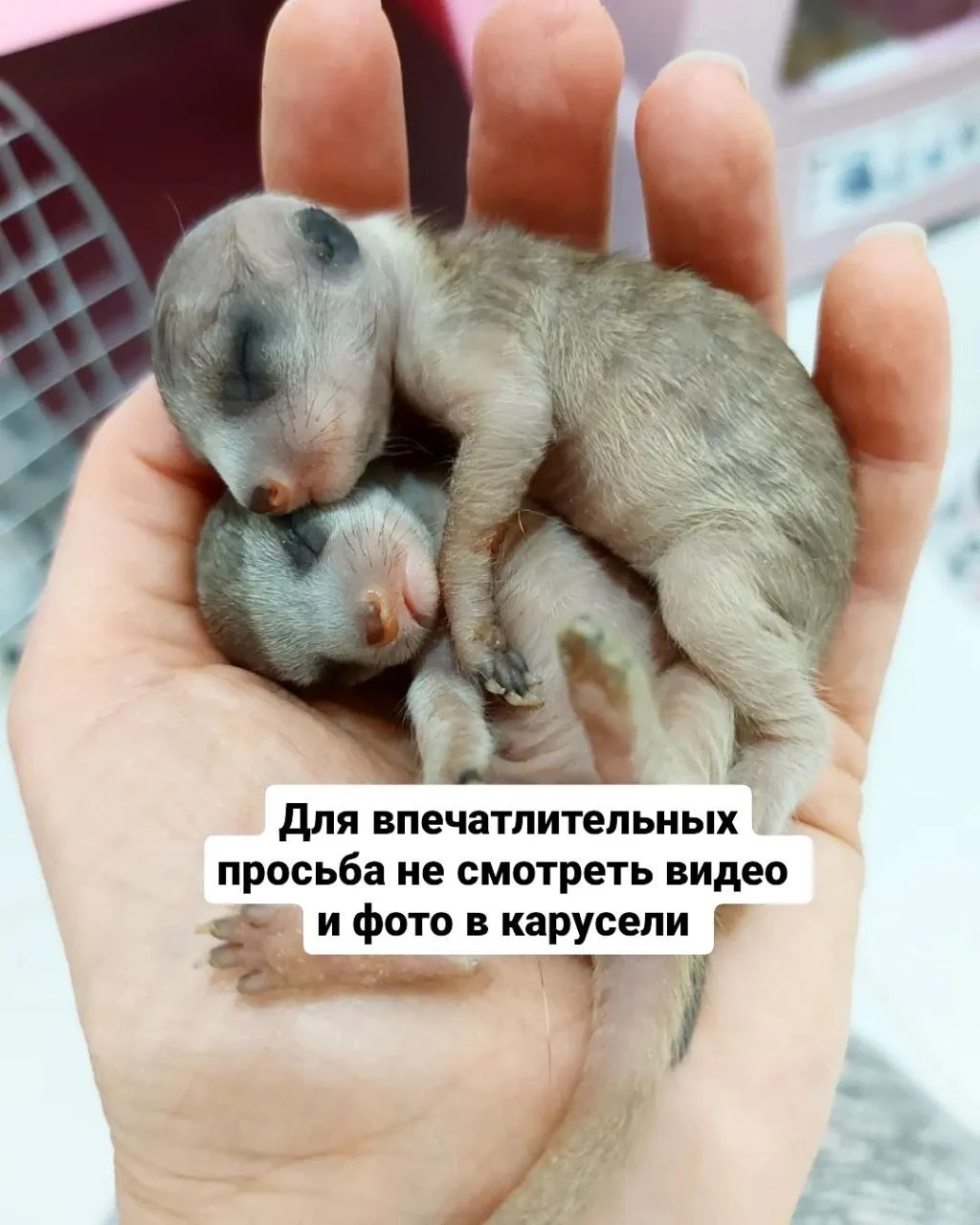 Разведение сурикатов - вся правда