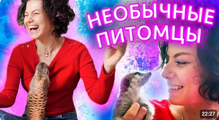 Популяризация сурикатов