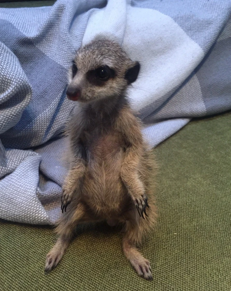 Сурикатов нельзя разводить