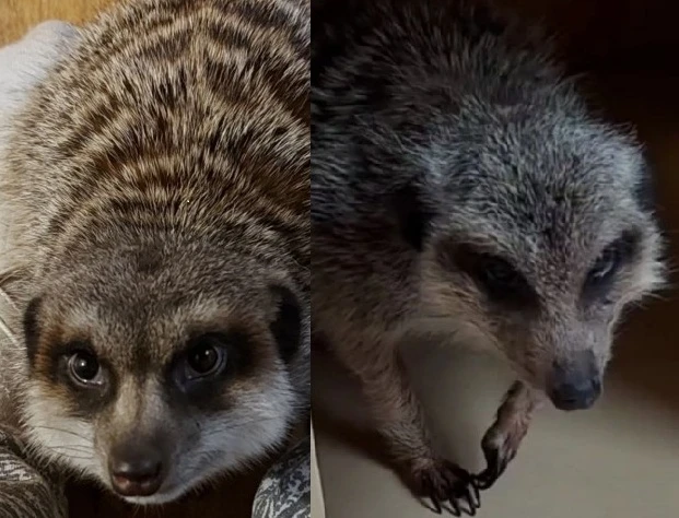 История двух отказников сурикатов