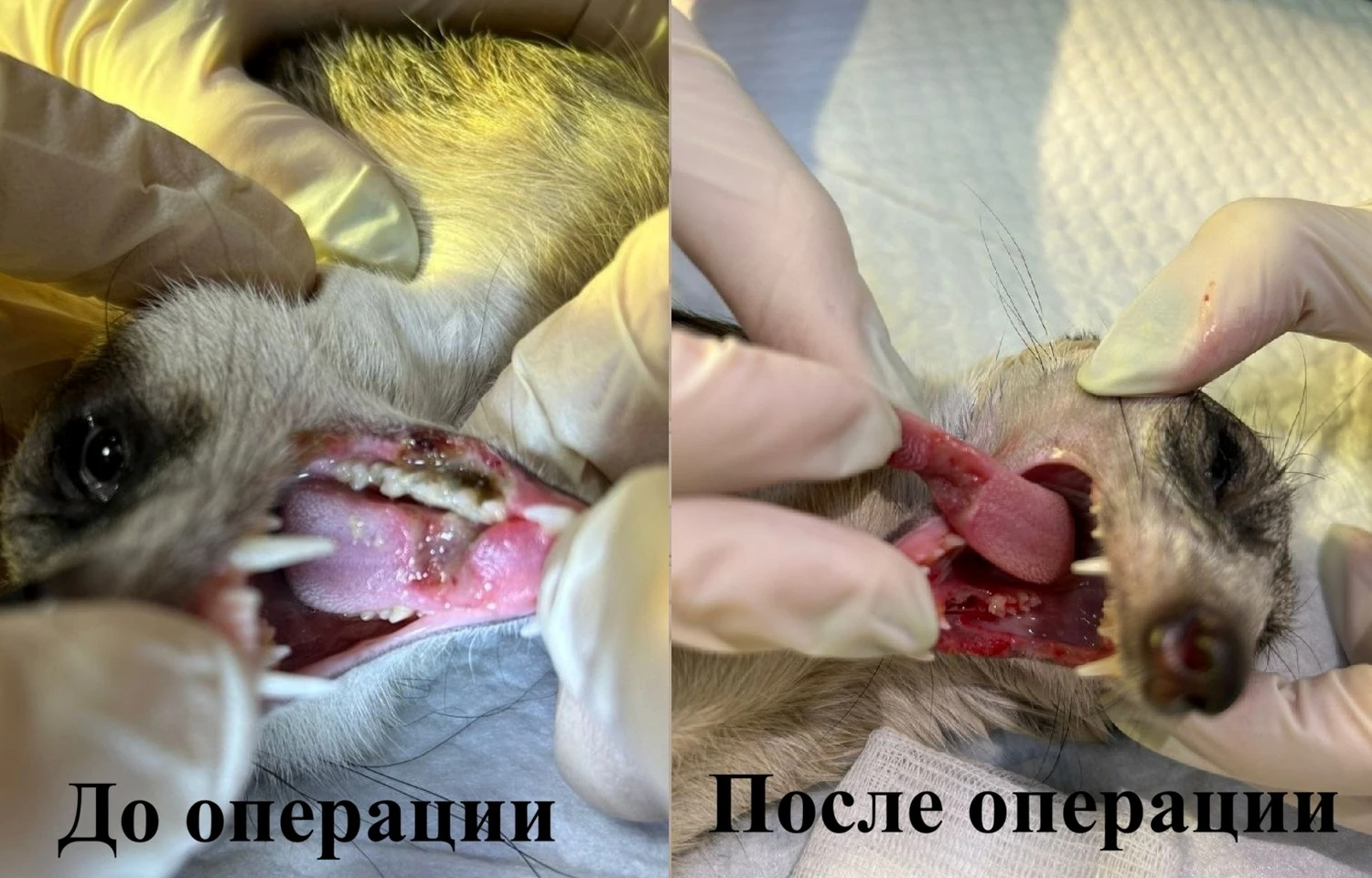 Приют сурикатов в Екатеринбурге