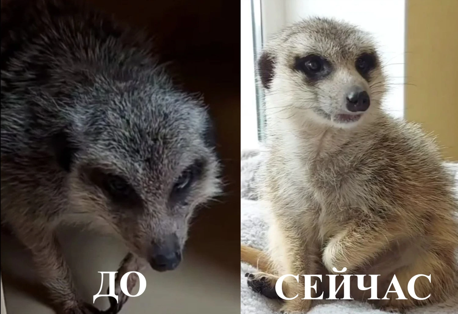 Бэн — сурикат из клетки