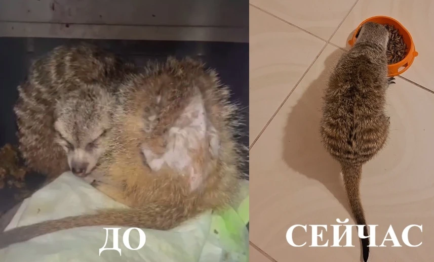 Приют сурикатов в Екатеринбурге