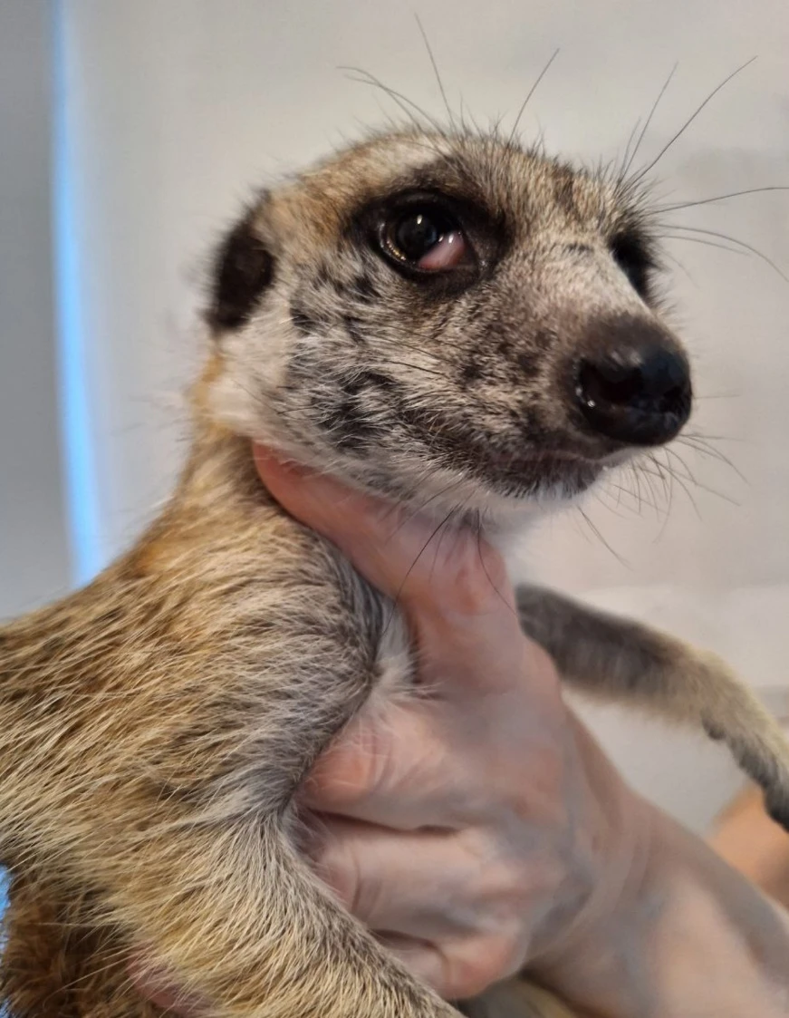 Приют сурикатов в Екатеринбурге