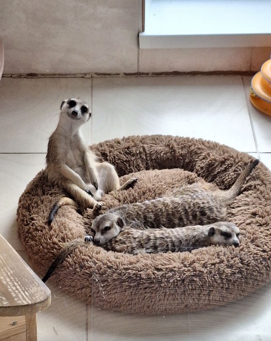 Гарри, Рона, Гермиона