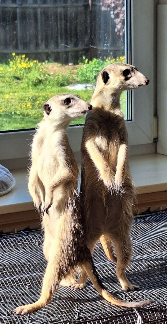 Мишка и Пашка