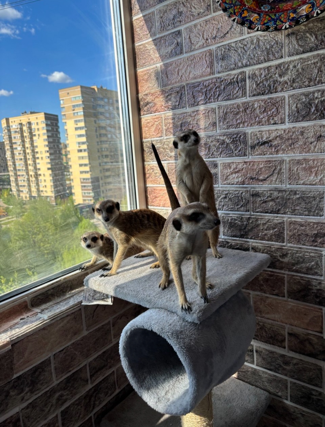 Софа, Сурья, Стич и Тимофей (сурийцы)