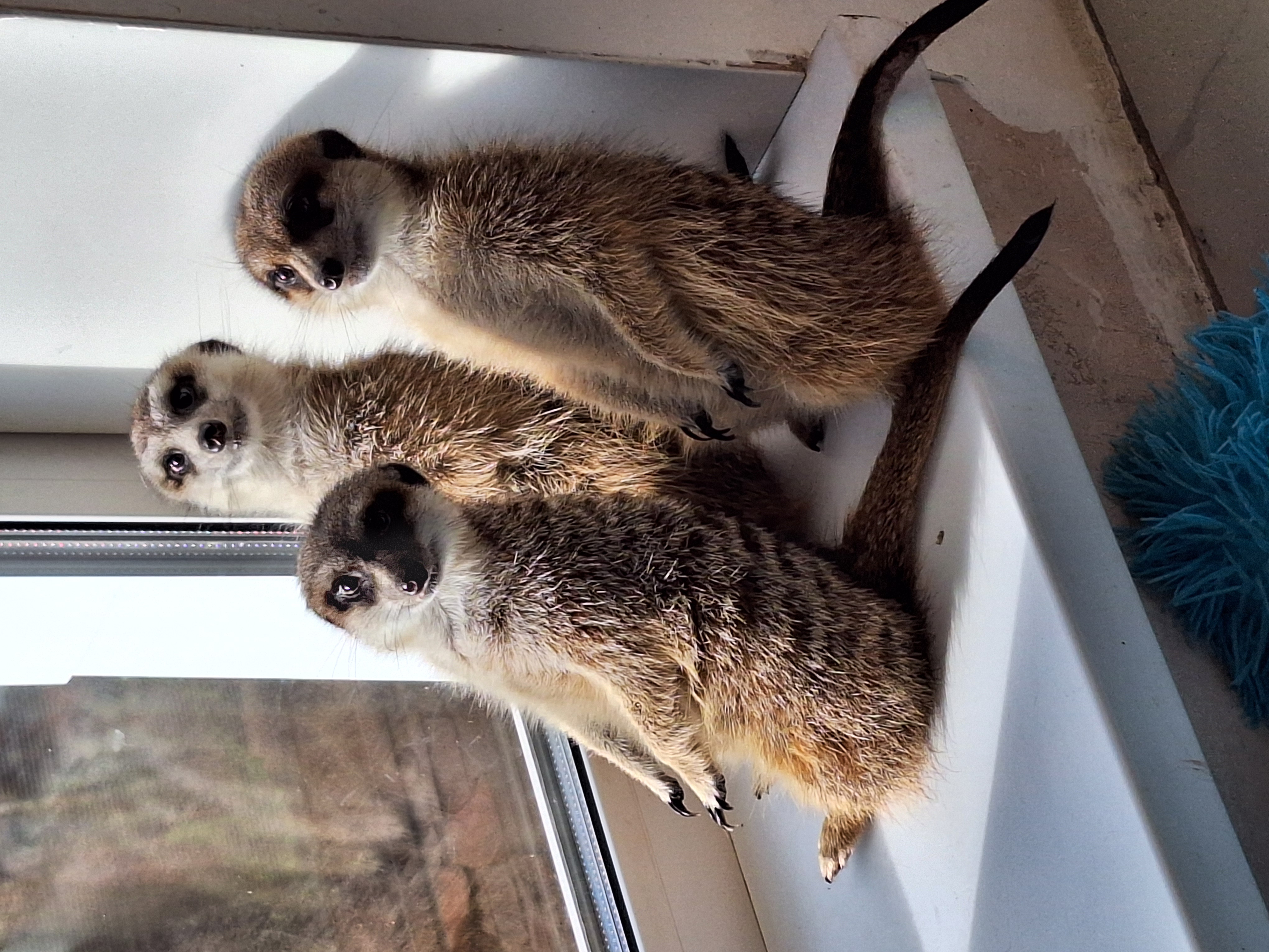 Бэн, Тося и Тимон